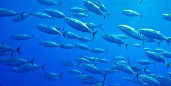 可怕 地球上的陆地如果扩大1倍,人类可能不复存在,还有更可怕的