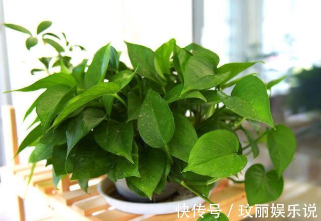 药片过期不知道该怎么处理?养花就用上它们,可一举两得