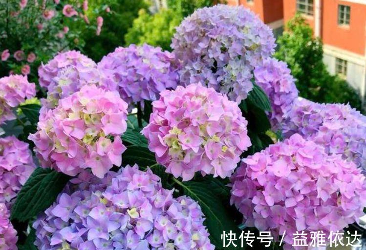 花卉|几款花卉颜值超高的，好养易爆盆，楚楚动人，看一眼就难忘