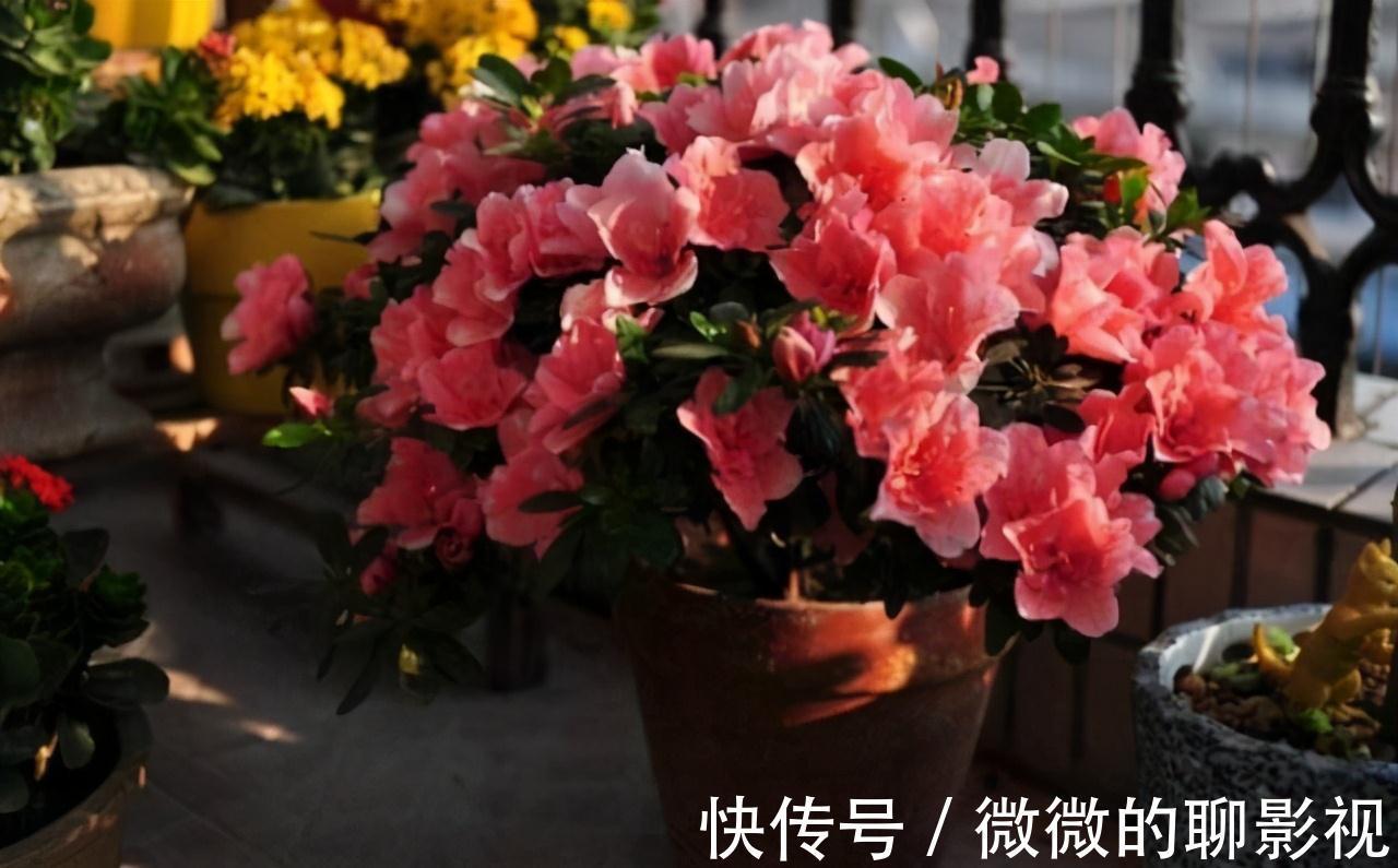 这三种东西铺在花盆里,不管种养什么花,根部都会生长得非常茁壮