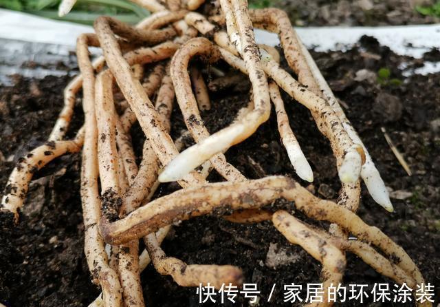 兰花|用细土种植兰花，真的会烂根腐苗吗？兰友：真正的窍门没弄懂