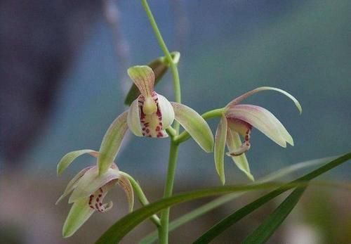 建兰一个星期浇一次水，怎么还会空根？