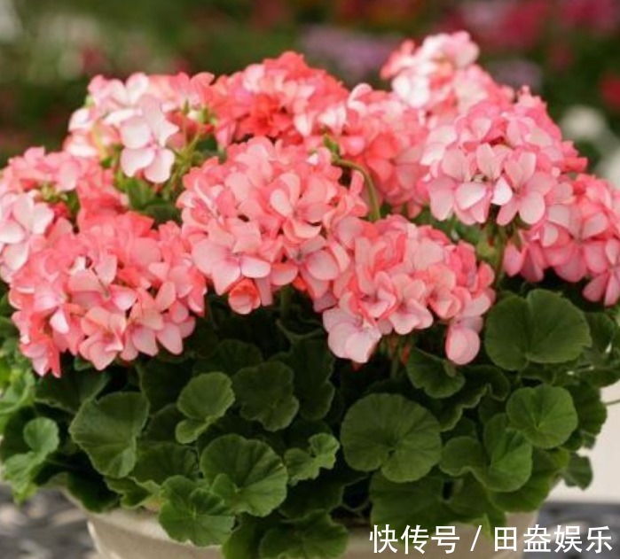 阳台爆盆首选,开花量大,花期长,懒人新手都能养,美爆阳台!