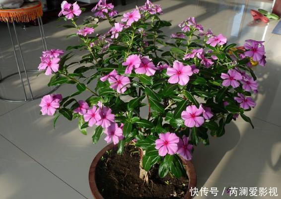 养花就用这些东西“密制”花肥,不花一分钱,还好用不烧根