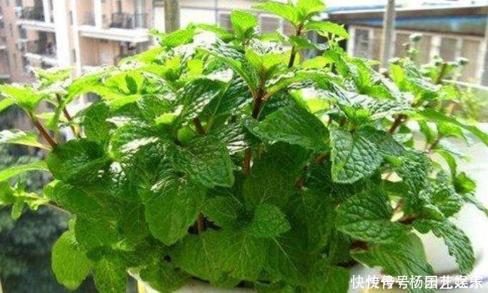 最适合新手养的花,花期长易打理,花色鲜艳,适合种在庭院观赏