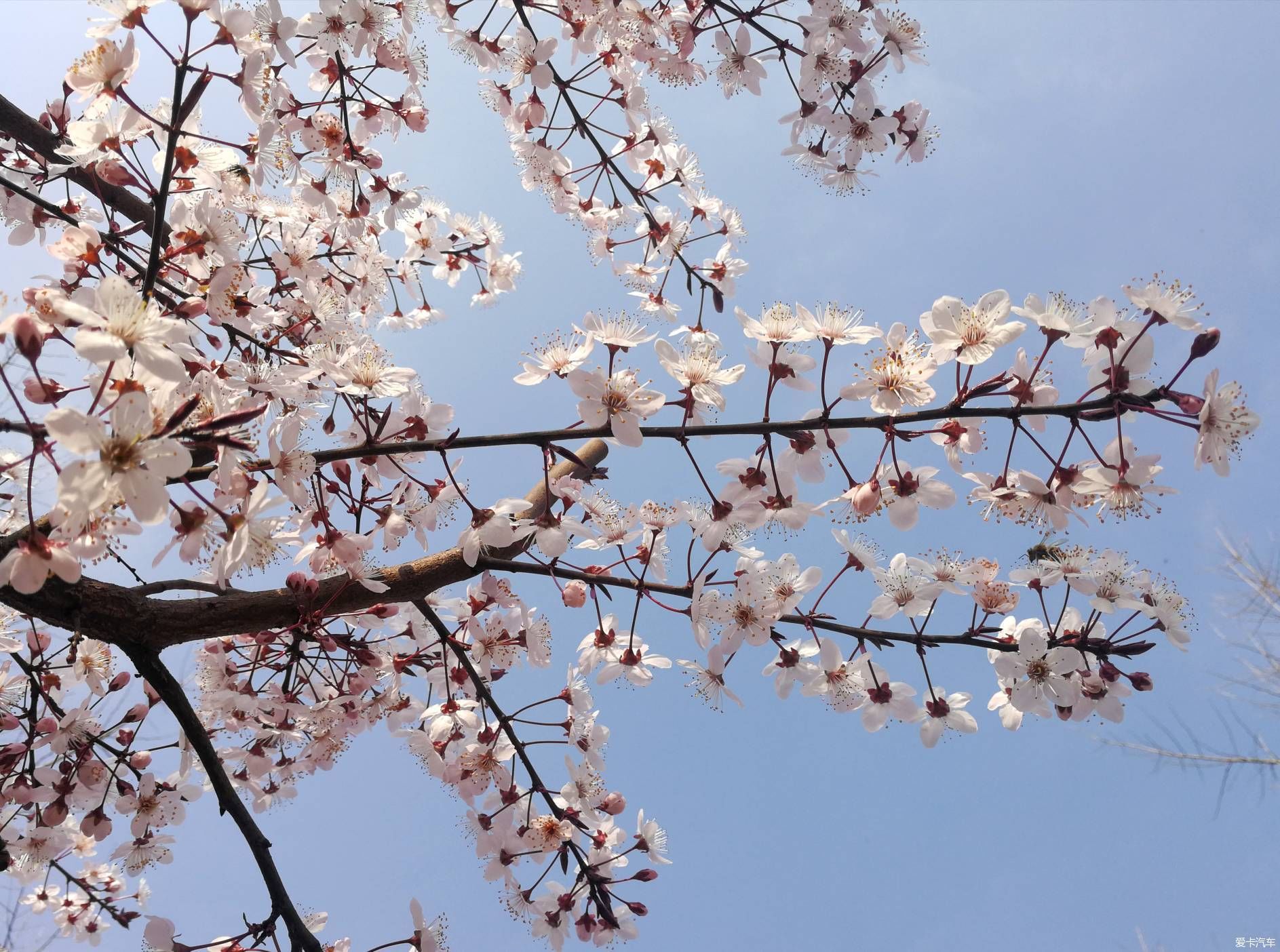 不负春光，乡村赏花