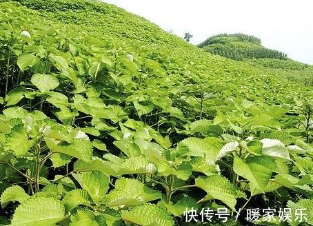 风一吹就“泛白”的野草,曾被当作无用杂草,殊不知用途广价值高