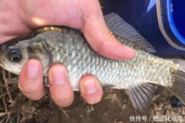 使用蓝鲫还要不要加拉丝粉把这2个问题搞清楚就不再纠结了