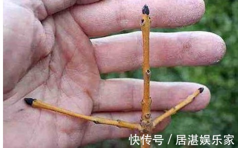 用以下食物养花,撒一把根壮叶绿蹭蹭疯长,一年到头不生虫