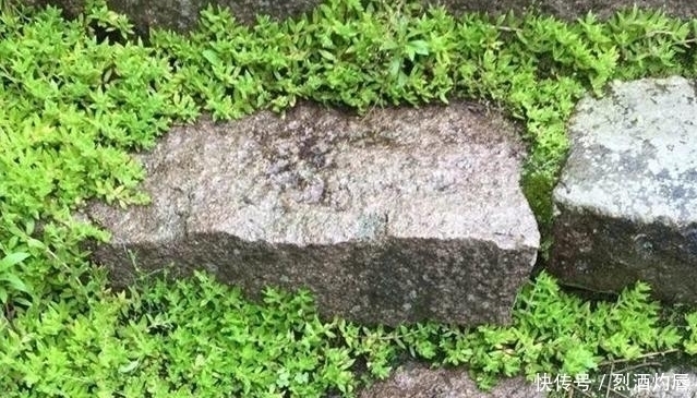 鼠牙|它是如此的珍贵,若长在你家路旁,赶紧移栽家中,小心被别人挖走