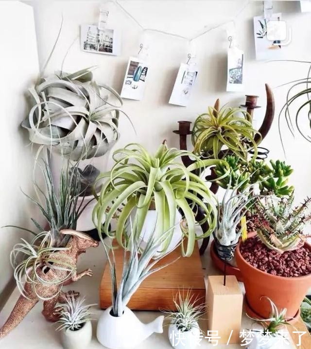 冬天|家里养几株空气凤梨,不用土也能活,漂亮又个性!