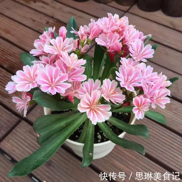 这花像长寿花一样好养,全年不间断的开花,太美了