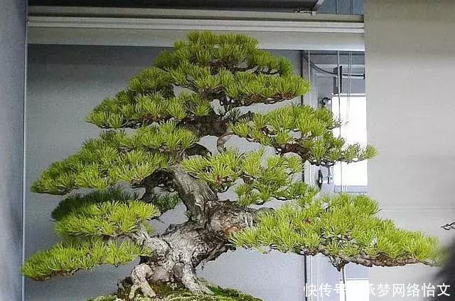 重点|什么算的上是好盆景学会看芯,芯是盆景的重点