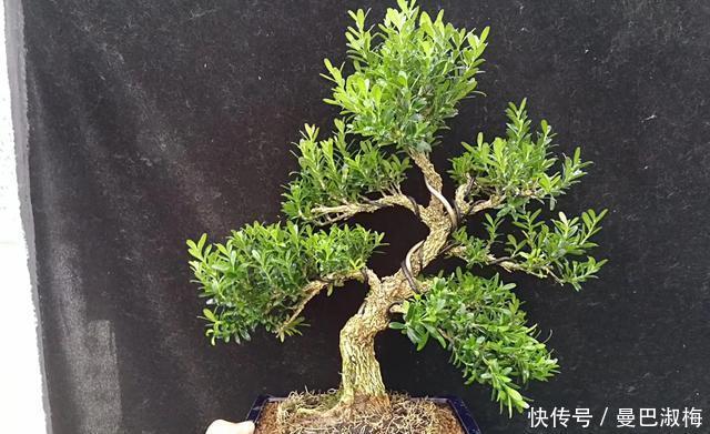 黄杨|不管家中再小,一定要摆放上一盆“木中君子”