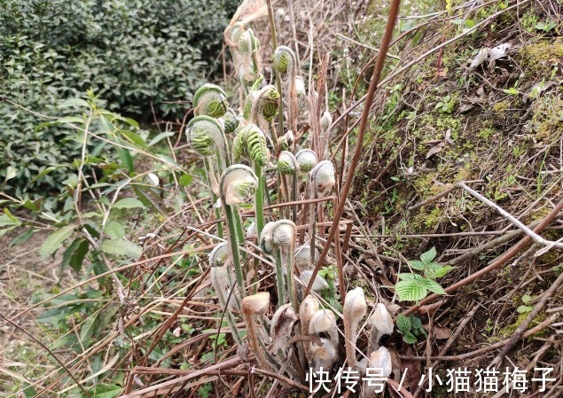 益母草|66种野菜大图片,带你见识不同的野菜和吃法,你想要的野菜这里有