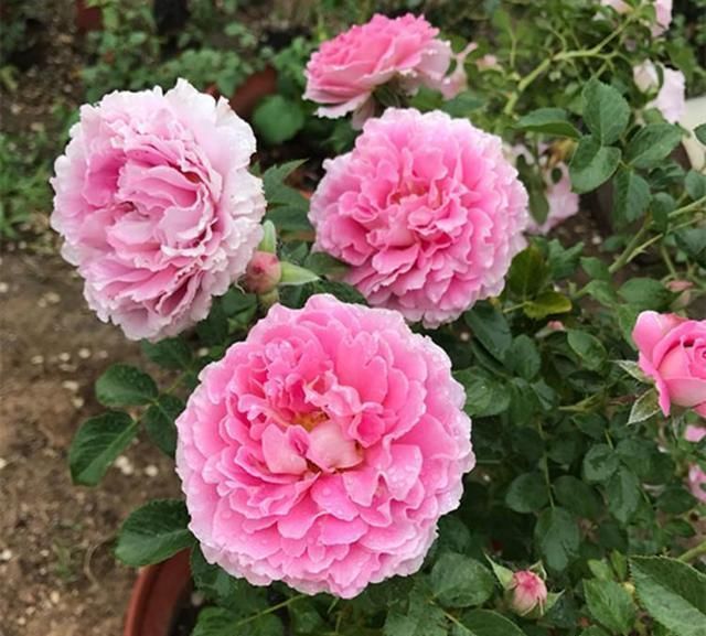 关于月季的浇水问题,“靠人不如靠自己”,收获直接经验