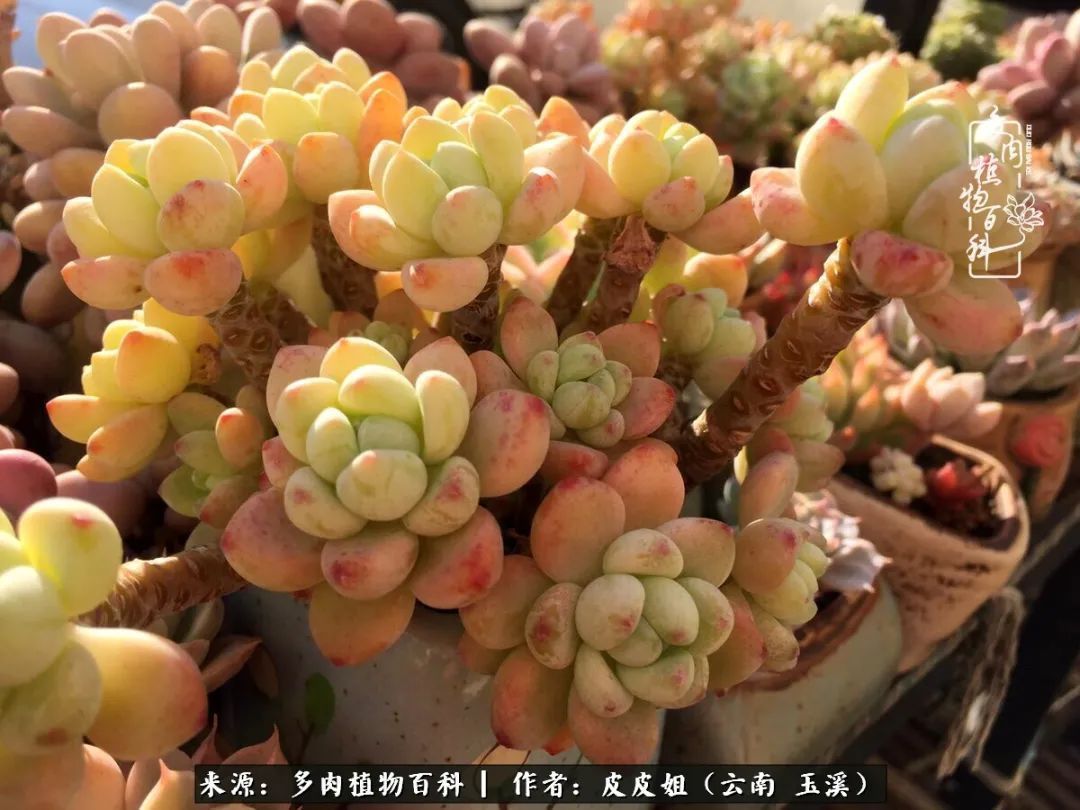 秋黄|柴米油盐的日子，养几盆多肉吧，为生活添几抹色彩！