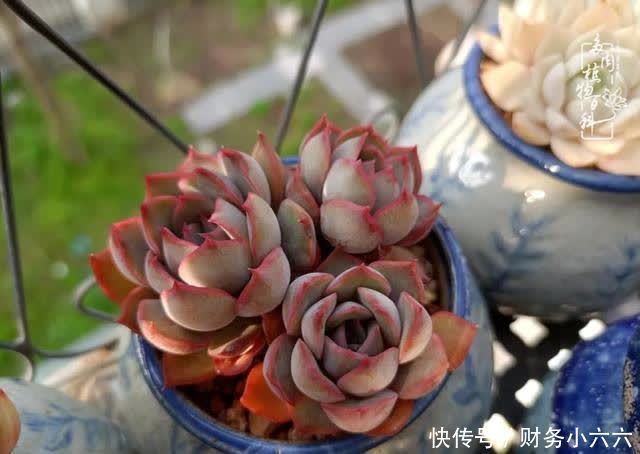 揭秘：那些干净又温暖的多肉照片从哪里来？