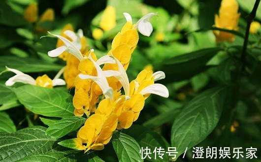 在家养一盆“金苞花”,养护只需记住3点,养出花色亮丽的金苞花