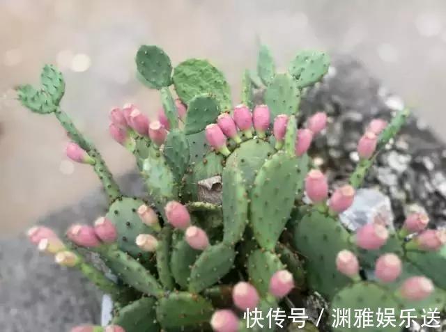 黄叶|5类花儿不可多浇水!黄叶烂根的原因就是它!养花不可不知!