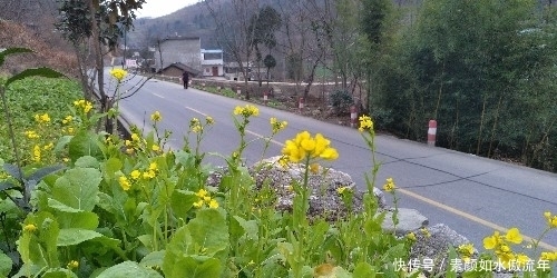 油菜花|冬季最逆天！陕南油菜花开了