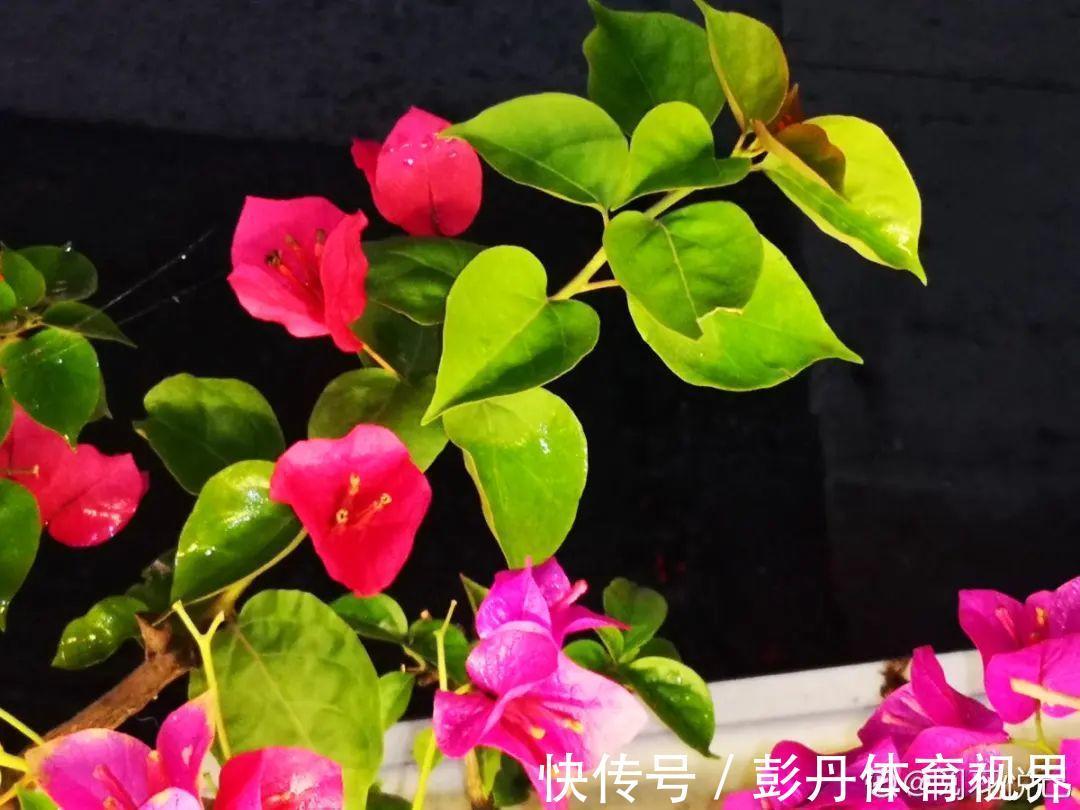 叶子|十月养这花，撸叶子、少浇水，10天冒出大花苞！