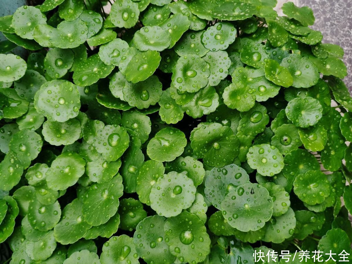 年底了，养盆招财花，招财进宝寓意好