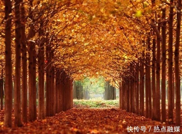 英国男子不爱出门，却酷爱养植物，花费5.4万人民币打造室内丛林