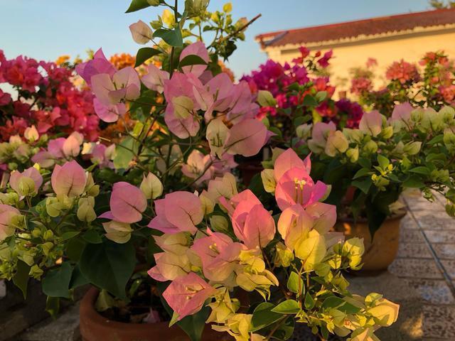 三角梅为什么只长叶不开花,三角梅控水时间,三角梅施肥策略