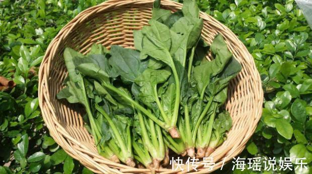 止血|农村这野菜被称为“营养模范生”,养血止血,纯野生有钱买不到!