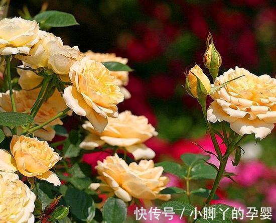 月季笋芽的分叉枝怎么修剪,三种方法,结果全然不同