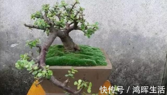 萌发|养金枝玉叶,怎样修剪、整形,才能把它打造成更美观的盆景