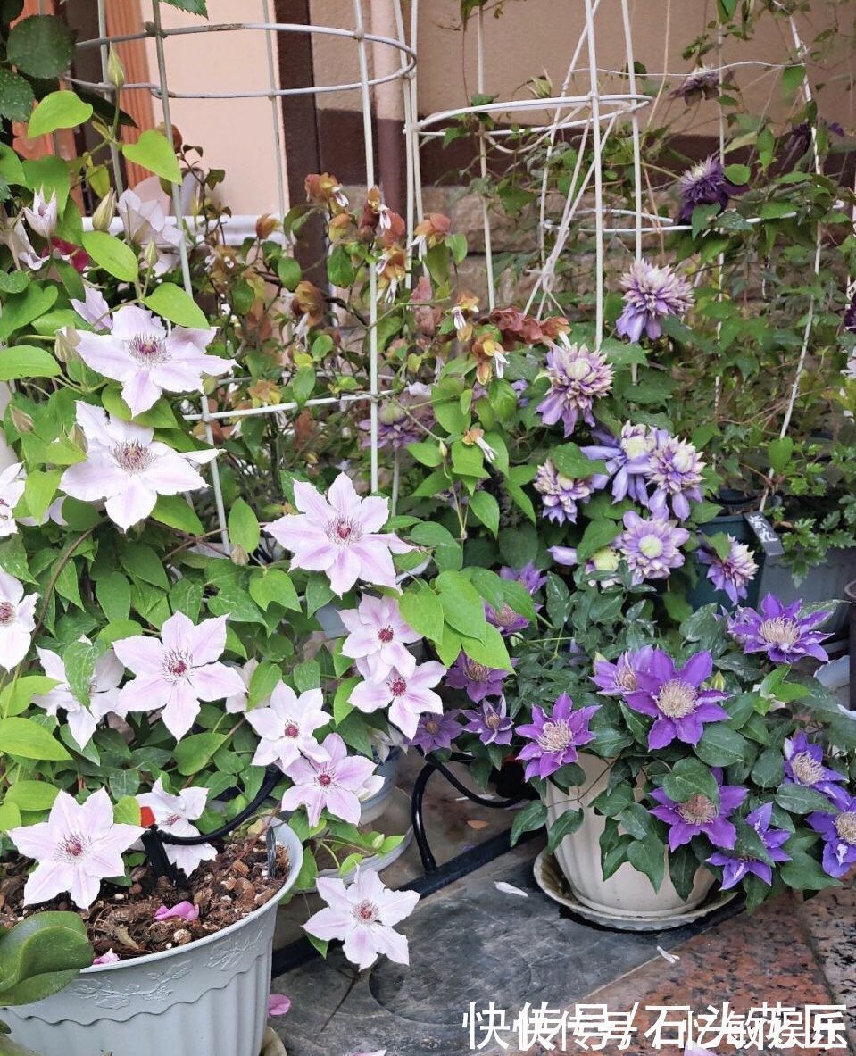 休眠|冬天“装死”的4种花,过冬不用管,明年早早就“开花”