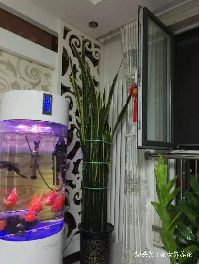 老妈浇2个水,虎皮兰蹭蹭窜到2米高,侧芽爆不停,开花多又香