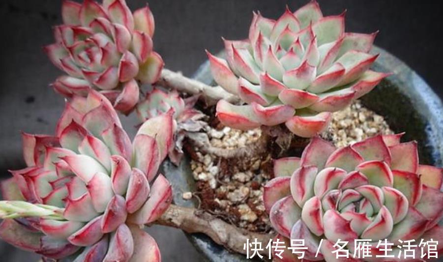 推荐7种强悍多肉,每一种都精致好看,一次养十盆都不嫌多