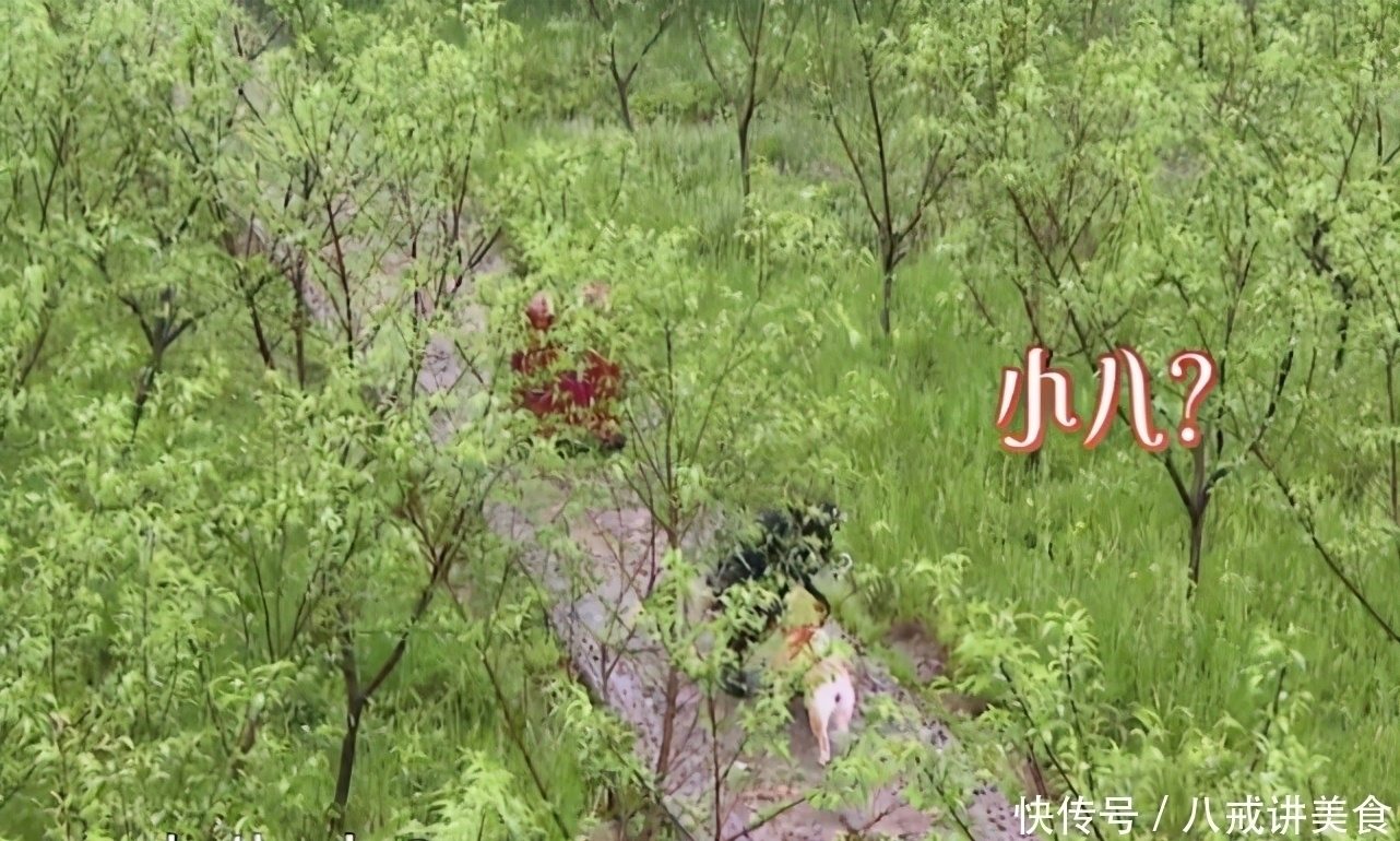 小o|自称是《向往的生活》粉丝,杨紫的频频“翻车”,却让人尴尬至极