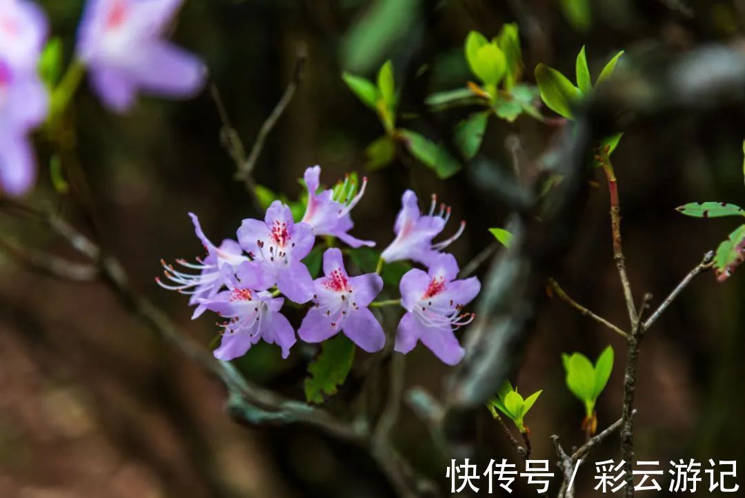 大理|7月大理鸡足山杜鹃花正开放，山花映古寺，鸡足山原来那么美！