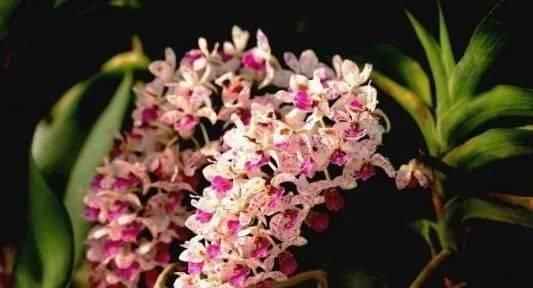 入手|这6种“兰花”,价格便宜好管理,开花如瀑布般美丽,值得入手