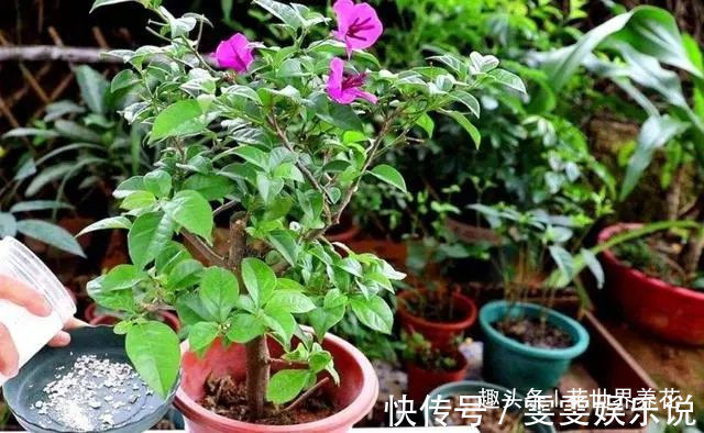 三角梅“黄叶”不开花，用这些水浇一浇，叶子油绿，满头花