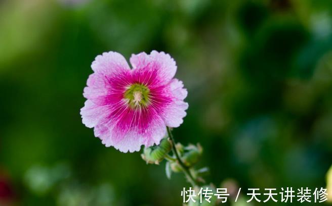 院子|名字巨土但超牛掰的花草,有院子不种可惜了