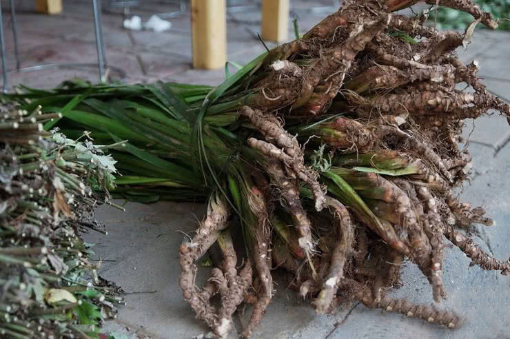 石头|河边一种香草,专门长在石头上,它是有名的“穿骨七”30元一斤