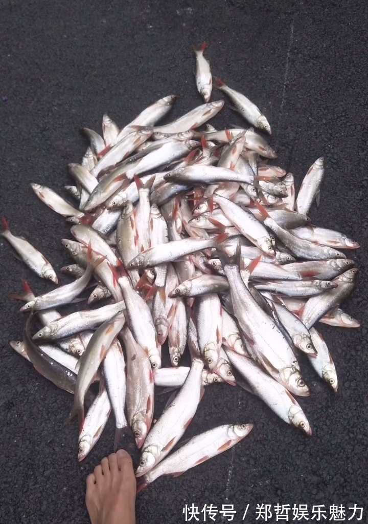 钓鱼人|冤不冤?江西钓鱼人网上炫耀渔获,被网友一致吐槽