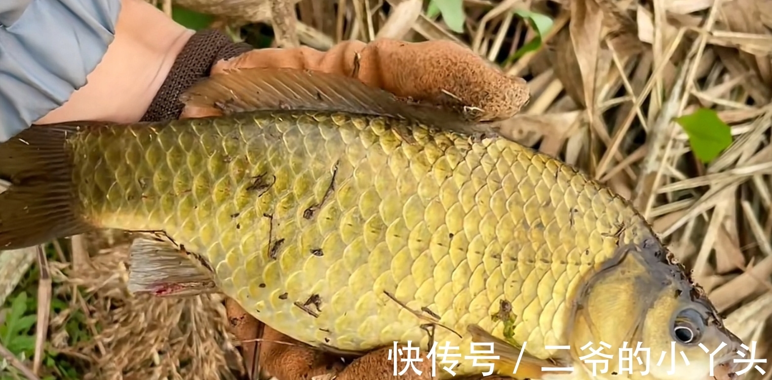 冬季鲫鱼都往深水跑，掌握这几种技巧，冬季也能连竿上鱼