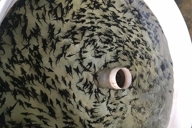 电鱼6斤罚款20000元，鱼苗放了二百斤，钓友真是大快人心