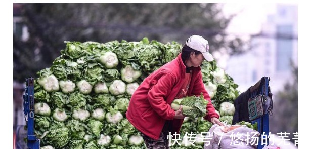 俗话“小雪铲白菜,大雪铲菠菜”,小雪为啥要铲白菜了解一下!