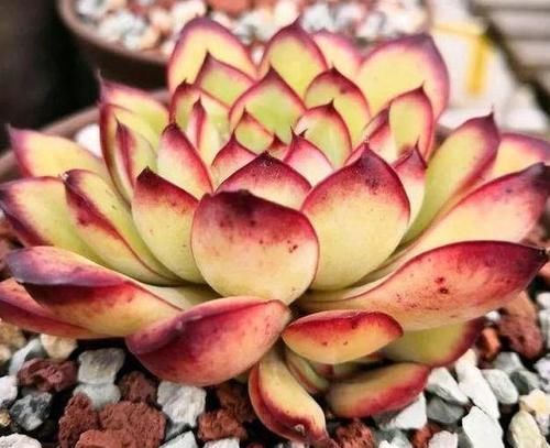 到了冬天,就对多肉不管不问?处理好3点,嗖嗖往外冒侧芽