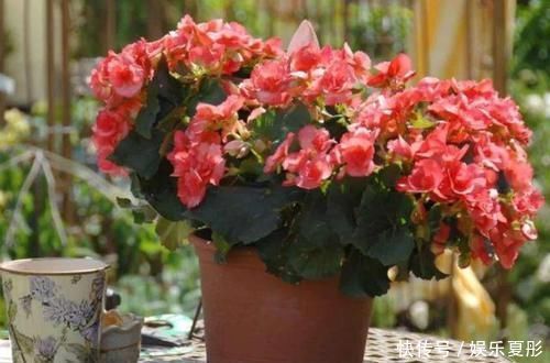 家中有3种花卉盆栽，趁早搬到阳台上晒一晒，枝叶越长越旺盛