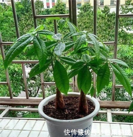 风水|家中必备的4种风水植物，让你财源滚滚、家庭和睦