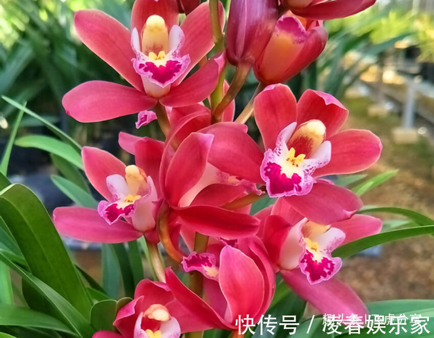 花中三绝和花草四雅,每一盆都飘逸俊秀、亭亭玉立,你家有吗