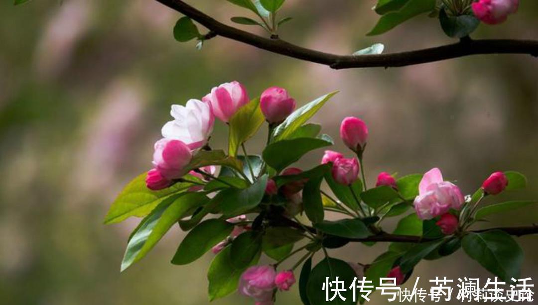 花院&元稹一首很特别的诗,写得生动有趣,读来让人有一种身临其境之感